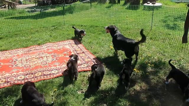 Веселая семейка