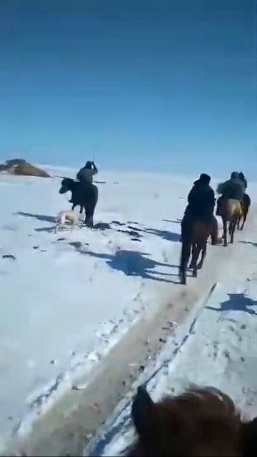 охота с собаками парода казахские тазы
