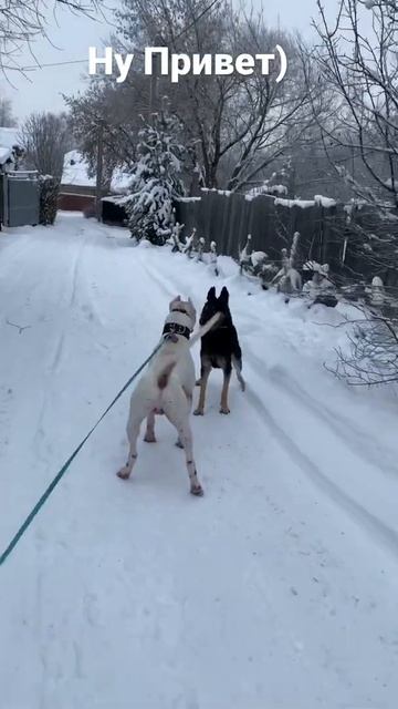 На Пути Аргентинского Дога!