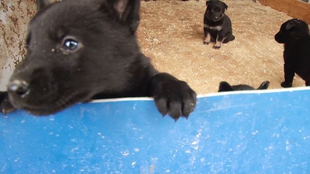 Хор овчарят :) Невозможно пройти мимо