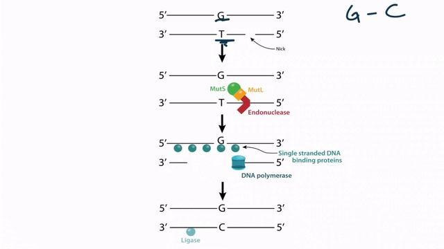 Section II - DNA Repair (9.09)