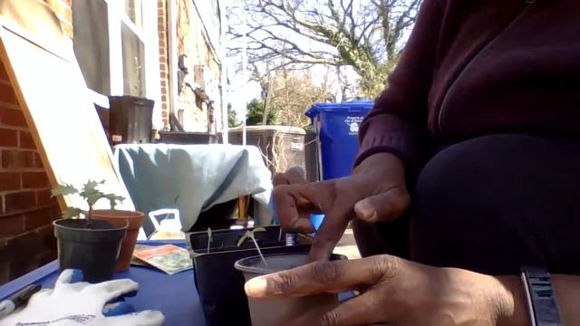 Goddess Urban Farm ~ Cherry Tomato Seedlings