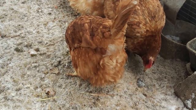 Куры и наш охранник Мое хозяйство