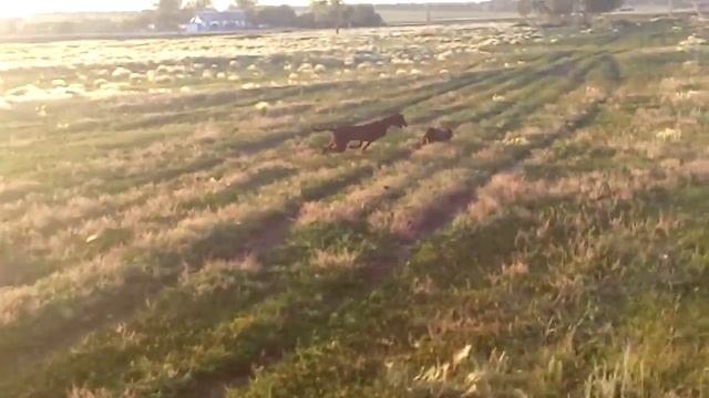 Казахская тазы .. Тренировка на кролике