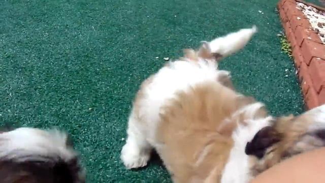 Lhasa Apso Macho A Venda!!! 17/11/2016