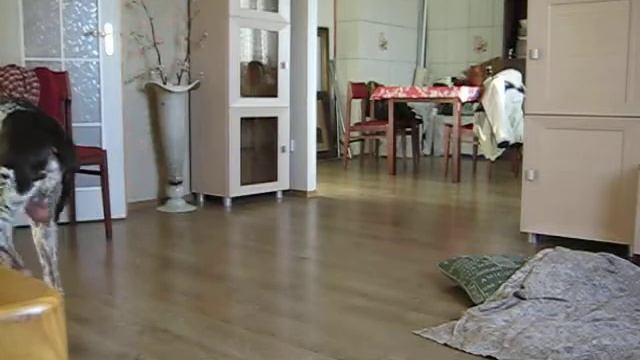 хромота.(для ветеринара)