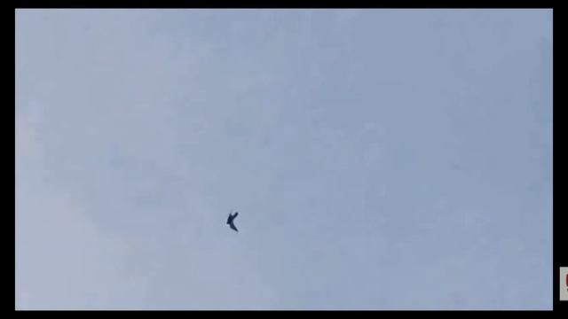 Сокол САПСАН атакует Голубя Falcon Peregrine attacks pigeons
