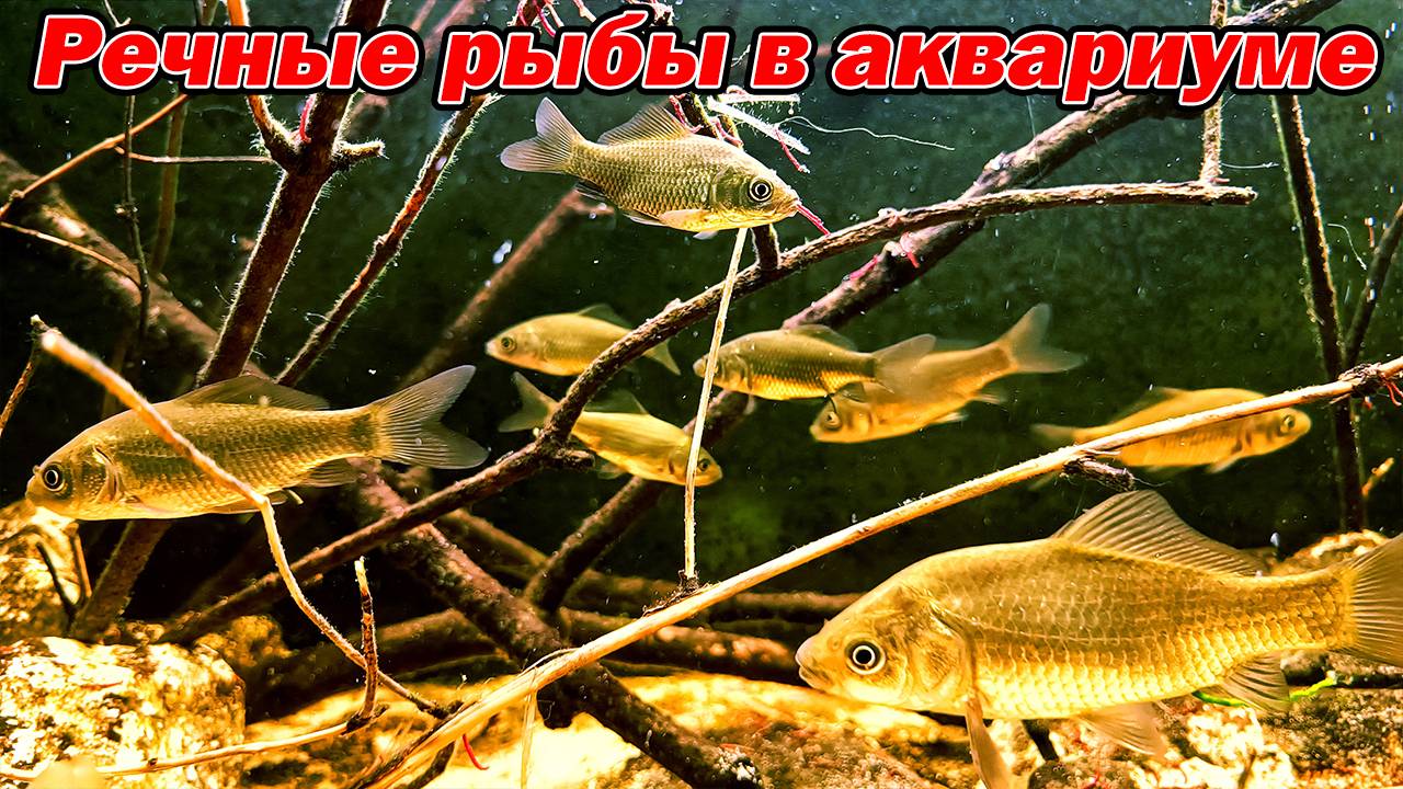 Речные рыбы в аквариуме [Караси в домашнем аквариуме]