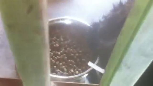 Black Lhasa Apso Female