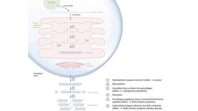 Section III - Connective Tissue