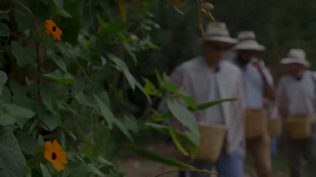 Medellin Coffee Farm: Guided Tour + Private Transport