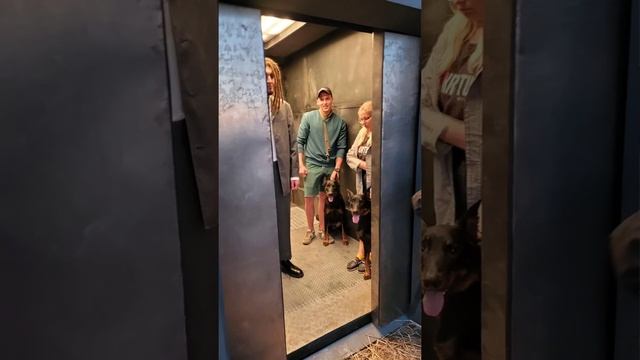 ЦИПВС'Кантор