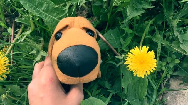 🌸#news_dog +1🌷