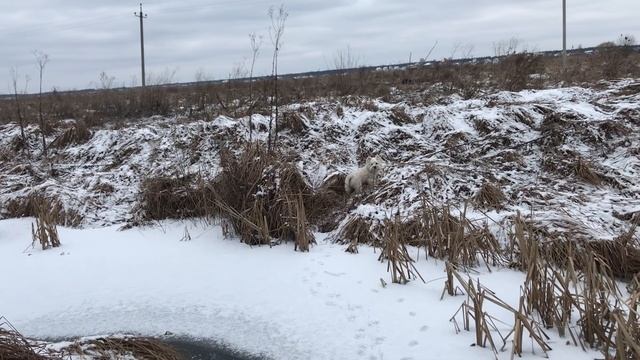 Вечная история исследователей / Вестик исследует прудик :)
