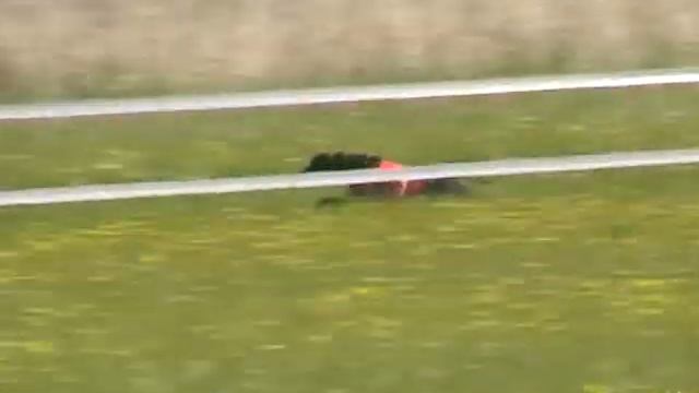 Бега борзых, Екатеринбург май 2012