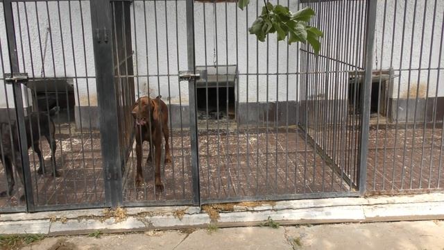 ЛИБЕРОВЕНТО ЖОИ