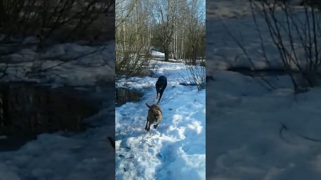 мои любимые собачки