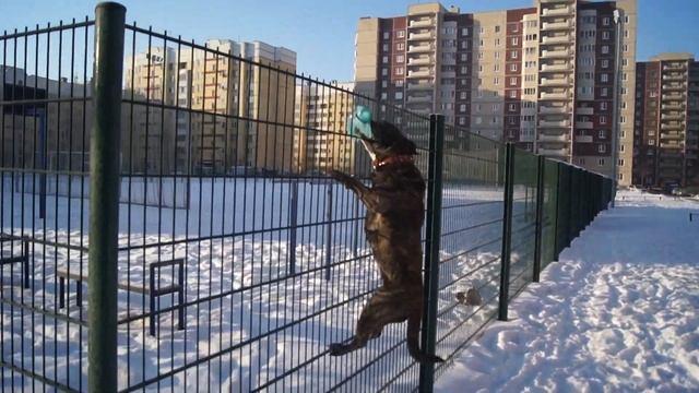 Собака лазает по забору!!!