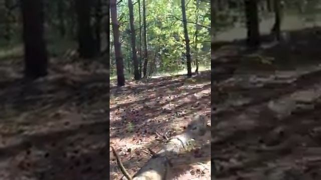 Оленегон типа лапхунд и щенки шалайки не воспринимающие его как пастуха и защитника