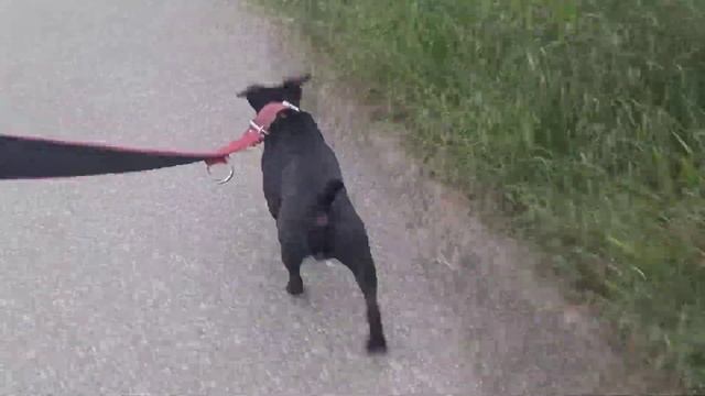 NEO MOPS - Mopshond Kortsnuitigheid Retro Shiba Inu Beagle Sbt Patterdale Terrier Jack Russell Hond