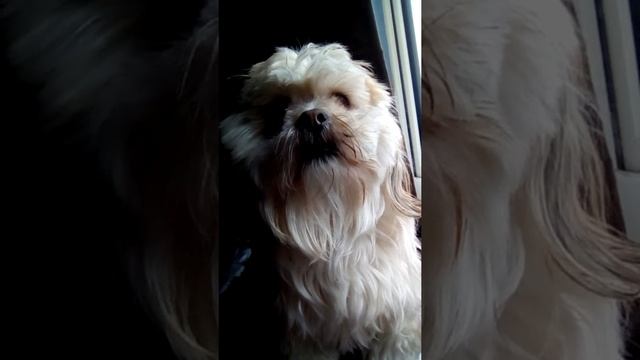 Lhasa Apso