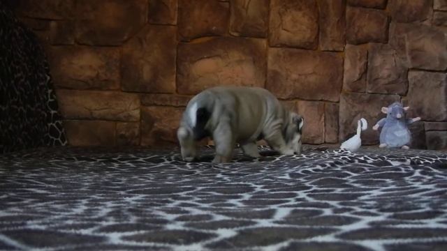 Тиса Ca De Bou(ка де бо)