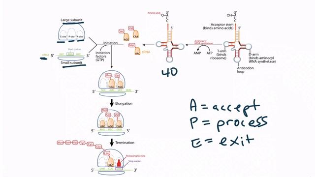 Section IV - Translation (10.44)