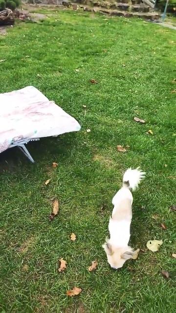 Обзор питомник Собак Сожский