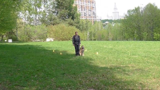 М. Суханкина и KnightRed De La Belgerie –Алый, тренировка Обидиенс, выборка