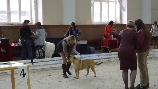 кадебо,  Jurata Butkiene (Литва)