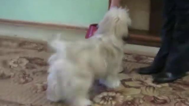 Лхаса апсо