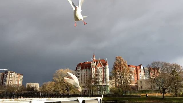 Чайки часть 2