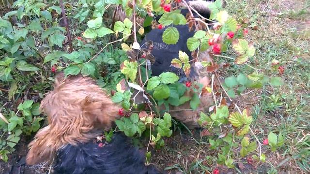 Norwich Terriers In Alta Carya FCI Kennel 2015