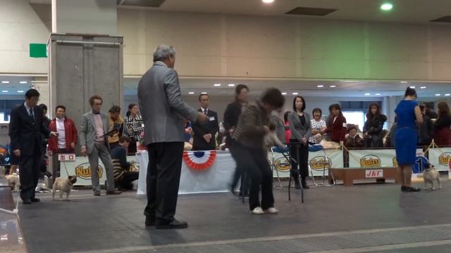 FCI大阪インターナショナルドッグショー パグ♀ 2017.12.03