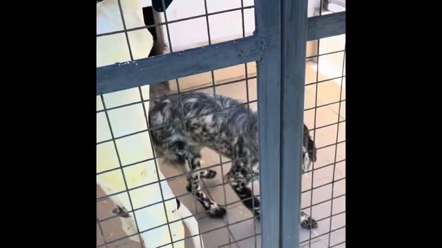 Английский Сеттер Орио 7 мес.