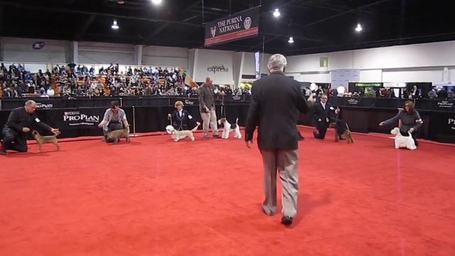 The Purina National Dog Show 2011 Terrier