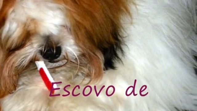 LHASA APSO ESCOVA OS DENTES