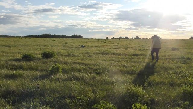 Английский Сеттер Камхантинг Орио 8 мес