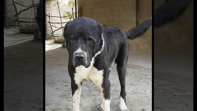 Қазақстандағы ең қымбат Төбет нешеге сатылды ? 30.000$-лық ит жайында .Қарабай және Қарабас