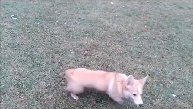 Коржики, Коломенское, 18 01 2014