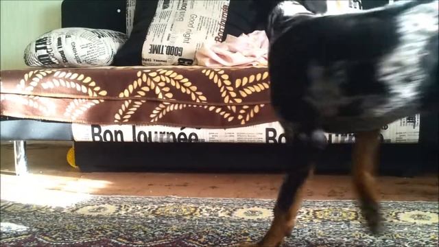 Дами - танцуй