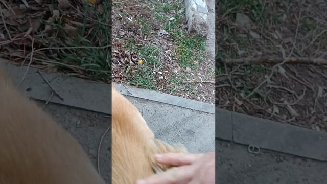 Пёсик Казахской породы Тазы, по кличке Барни,по чьей-то вине бегает по улицам.#спасение_и_помощь