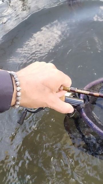 Хищная плотва🐟🎣☀️