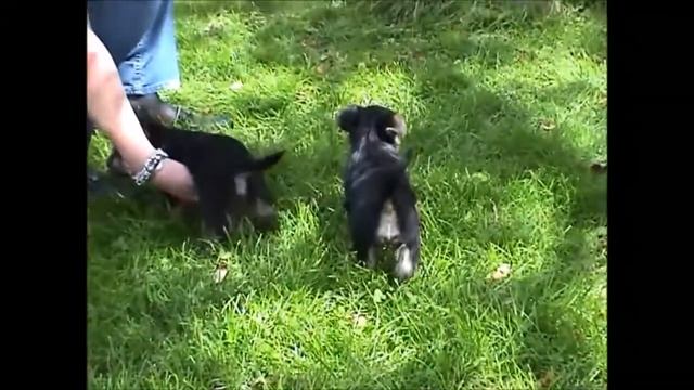 Mein Erster Film   Elly Der Norwich Terrier 2016