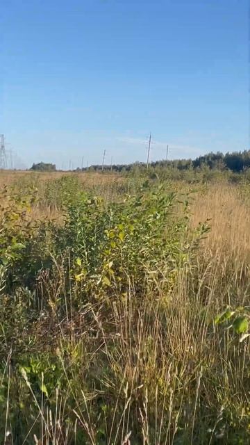 Натаска Мирты !