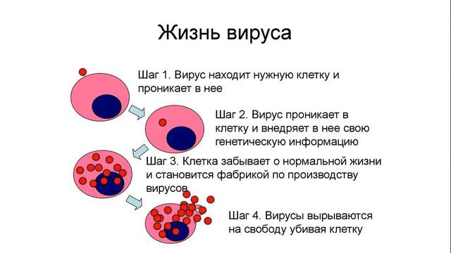 5 ПОСТУЛАТ МИКРОБИОМА. РЕПЛИКАЦИЯ ВИРУСА. Репликация вируса проходит в клетке. #probiotica.ru