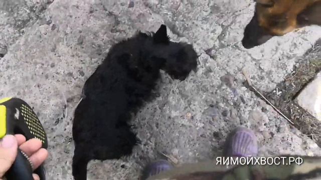 Скотч ТЕРЬЕР Тяпа в зооотеле ЯИМОЙХВОСТ.РФ