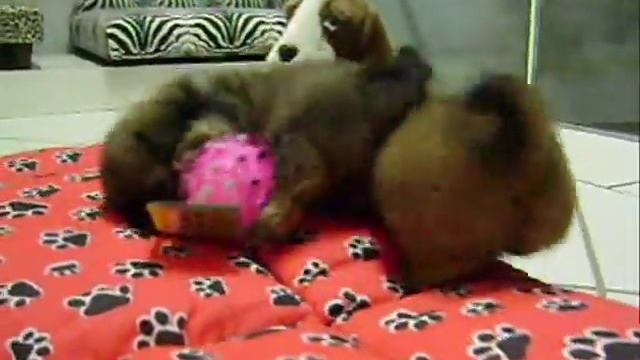 Filhotes De Lhasa Apso