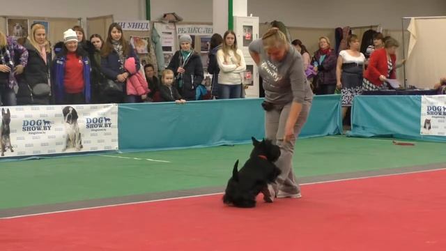 Воронцова Татьяна и скотч терьер Доротея,17.11.18