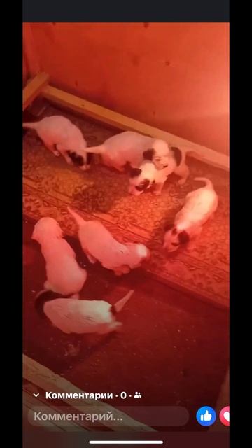 2 февраля 2024 г.